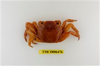 藏品(白紋方蟹)的圖片